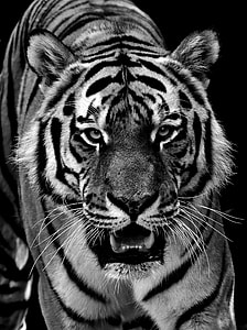 grayscale photo of bengal tiger