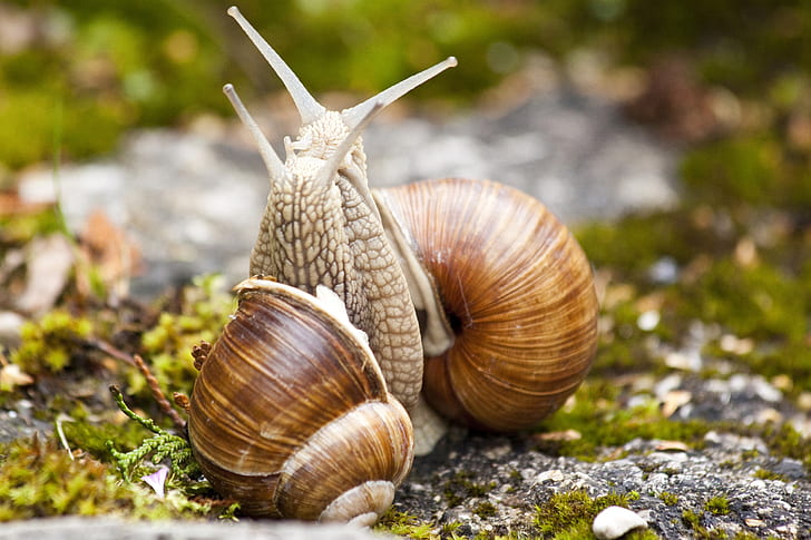 macro photography of two brown snails