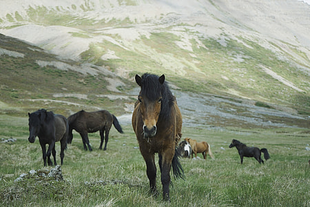 herd of black horses in green grass at daytime