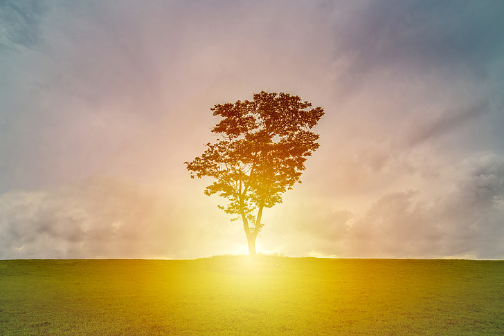 silhouette of tree during daytime