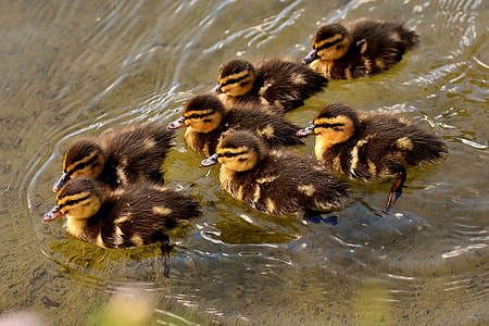 group of ducklings