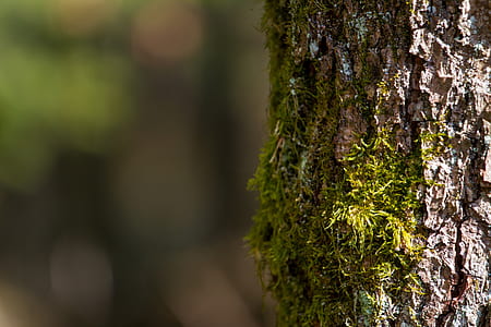 selective focus of tree trunk