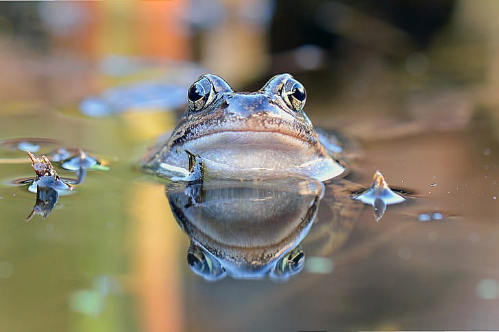 selective focus photography of brown frog on body of water