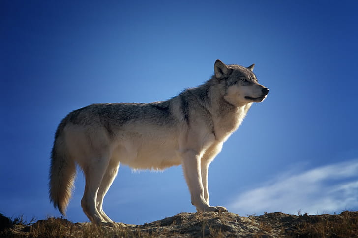 wolf under blue sky