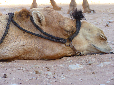camel sleeping on ground