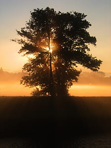 black tree during sunset