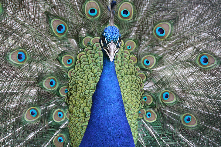 shallow photography of a peacock