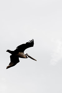 white and black large-sized bird flying during daytime
