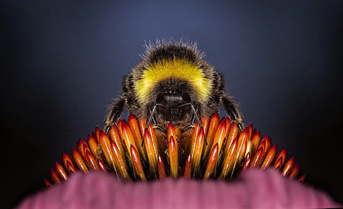macro photography of honeybee perched on flower stamen