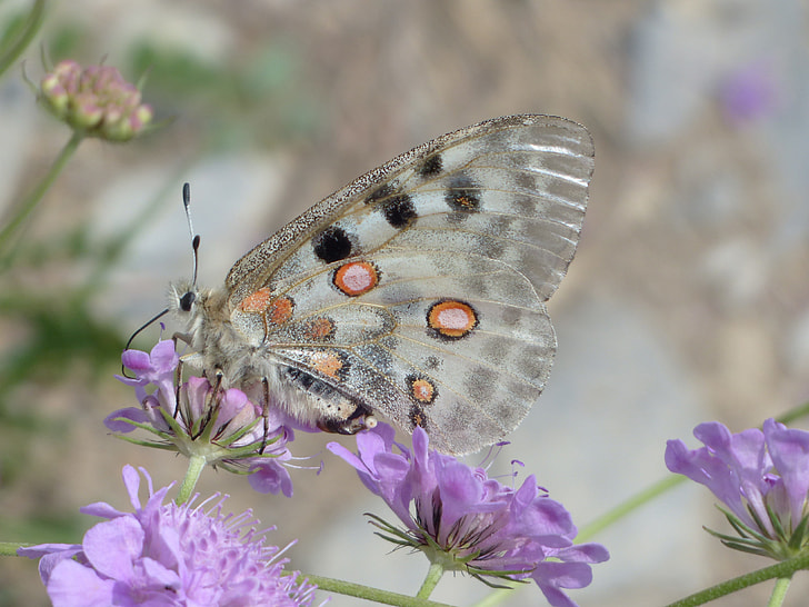 beige and black spotted butterfly perched on purple flower macro photography