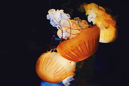orange jellyfish underwater photography