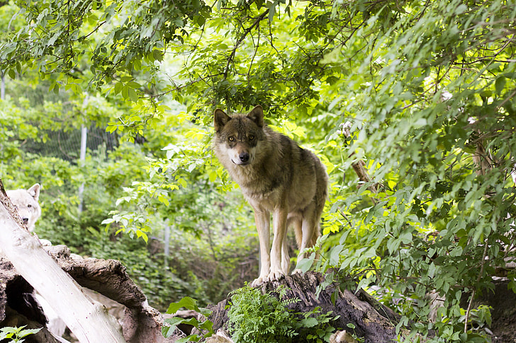 gray wolf standing in gray wood trunk