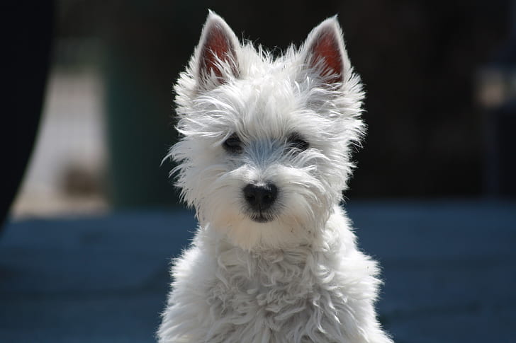 closeup photo of West Highland white terrier