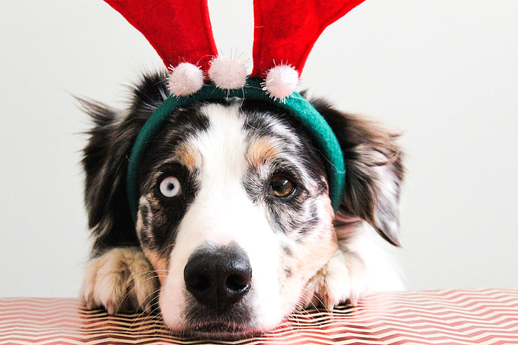 dog wearing reindeer headband