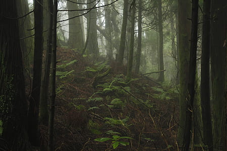 forest, green, tree, foggy, dark, nature