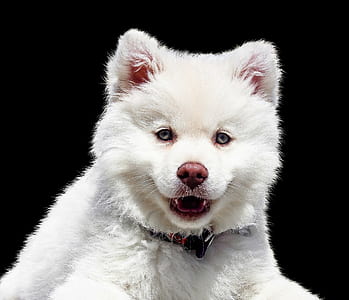 short-coated white dog photo