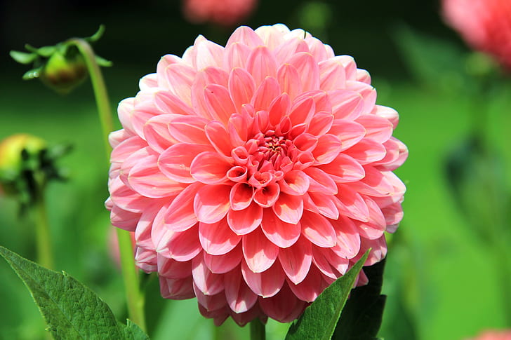 closeup photography of pink dahlia