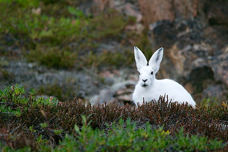 white rabbit sitting on lawn