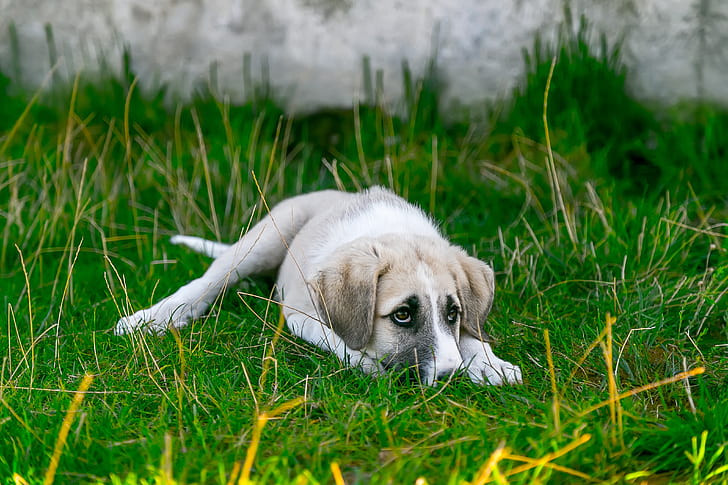 short-coated tan and white puppy lying on grass field