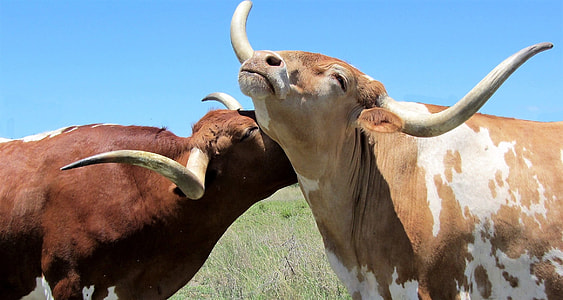 two brown and white cattle during daytime