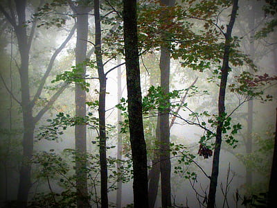woods covered by mist