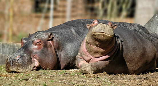 two brown hippopotamus under sunny daytime