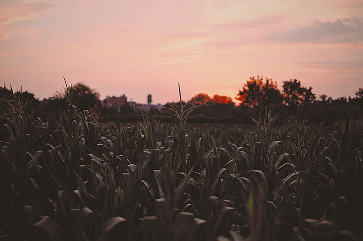 corn field during nightfall