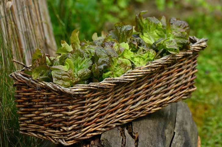 close-up photo of plant on basket