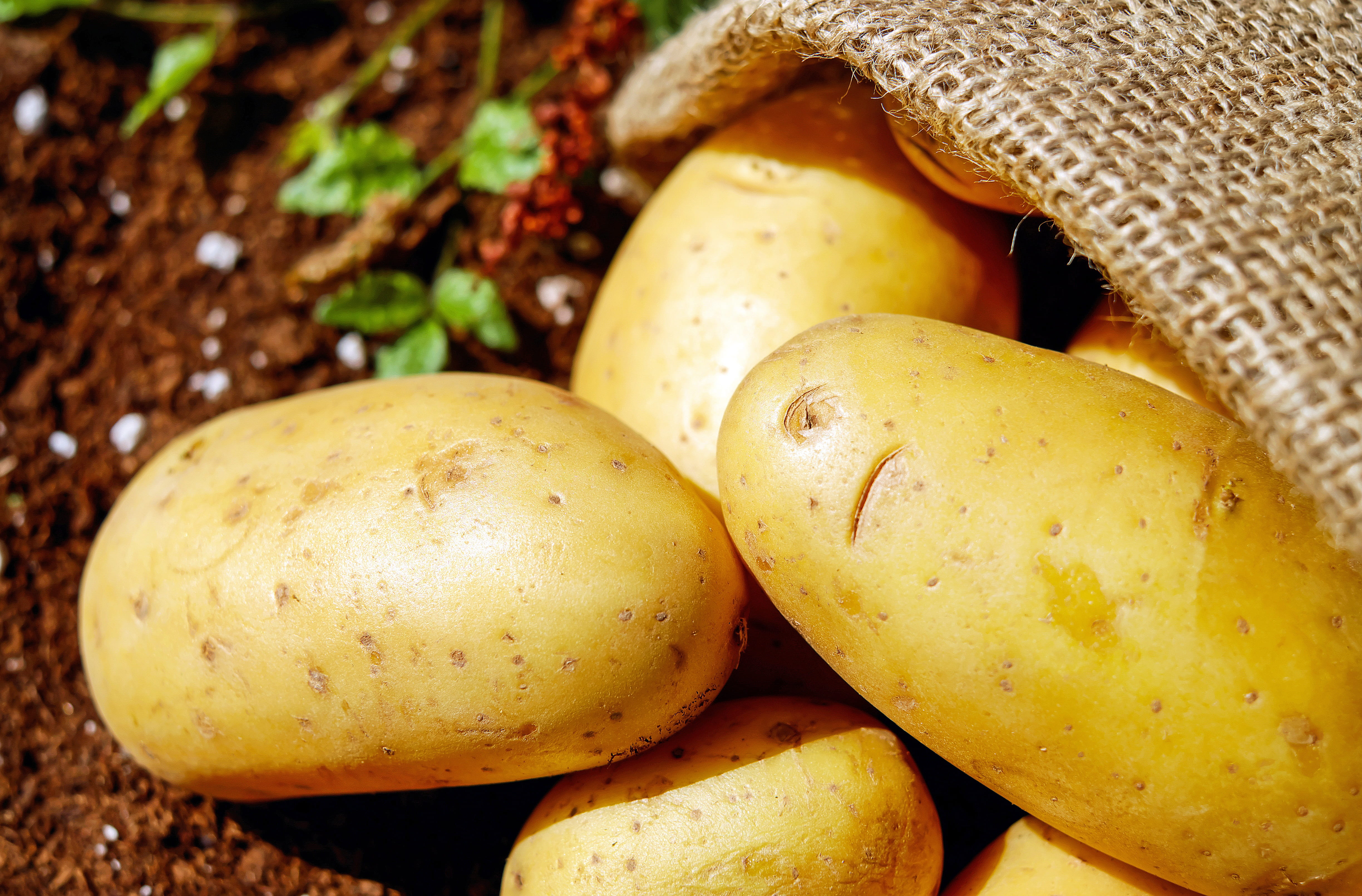 Royalty-Free photo: Brown potato lot