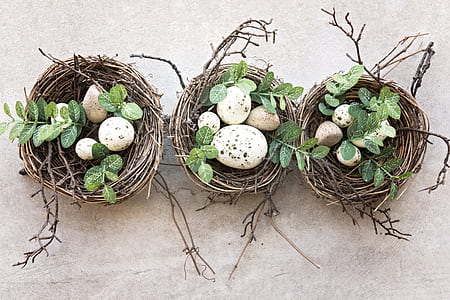 three nests with white-and-brown spotted eggs