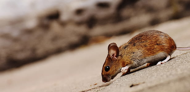 selective focus photography of brown mouse