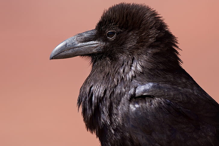 black crow close-up photography