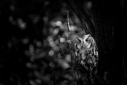 grayscale photography of owl
