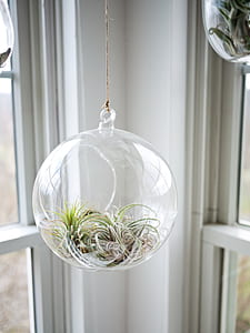 closeup photo of clear glass globe hanging decor