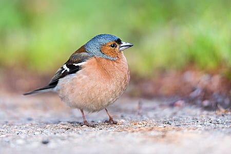 brown and blue bird