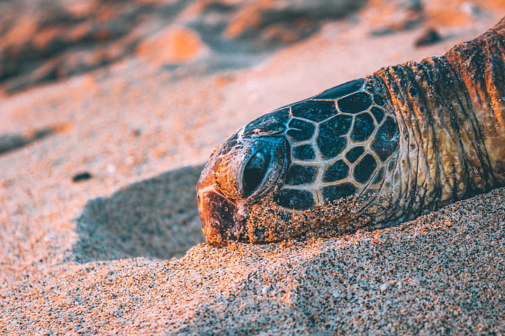 beige and black tortoise head on gray sand