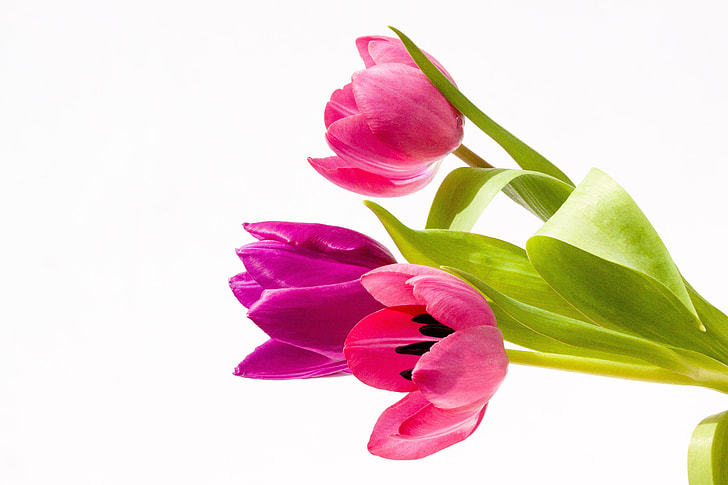three pink petaled flowers with green leaf