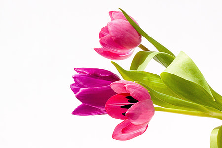 three pink petaled flowers with green leaf
