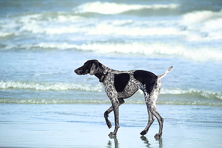 black and white pointer walks on seashore at daytime