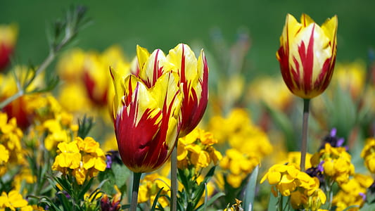 Red and Yellow Flowers during Daytime