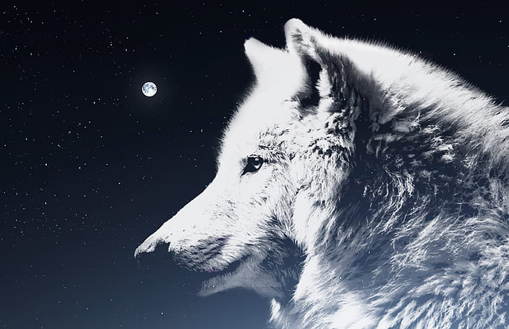 wolf, night sky, moon, atmosphere, mythology, white