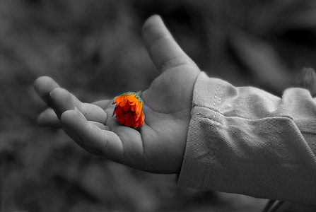 selective photography of orange petaled flower on person palm