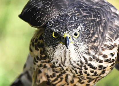 Close-up of Eagle