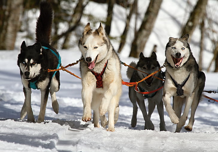 four running wolves