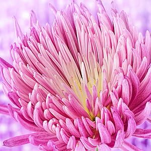 macro photography of purple flower