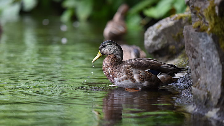 female mallard duck near water