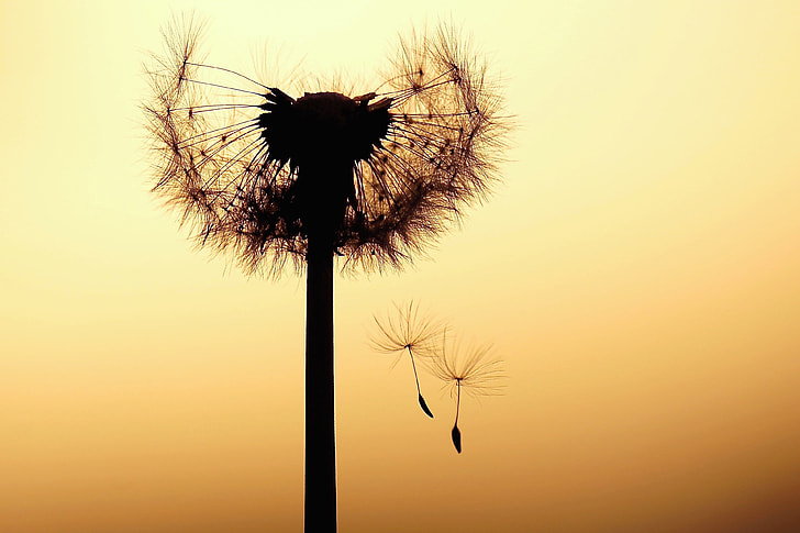 silhouette photo of dandelion during golden hour