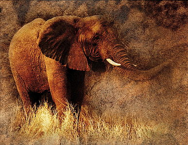 brown elephant on grass field