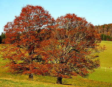 two red leaf trees near mountain photo