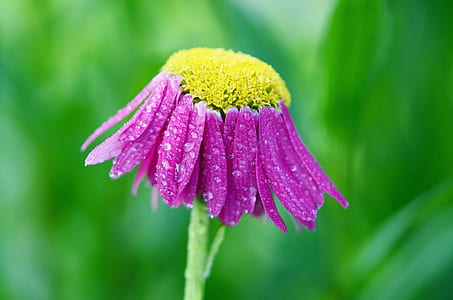 photography of yellow and purple flower